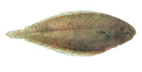 Solea elongata, Elongate sole: fisheries