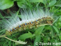 Caligula japonica