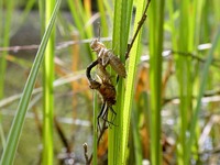 Cordulia aenea - Downy Emerald