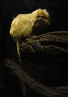 Image of: Leontopithecus rosalia (golden lion tamarin)