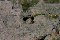 Image of: Ochotona princeps (American pika)