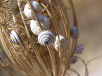 Trochoidea pyramidata