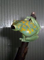 Leptopelis uluguruensis