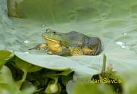 Euphlyctis hexadactylus - Indian Five-fingered Frog