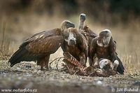 Gyps fulvus - Griffon Vulture