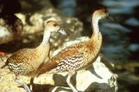 Dendrocygna guttata - Spotted Whistling-Duck