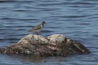 Actitis macularia - Spotted Sandpiper