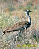 Ardeotis kori - Kori Bustard