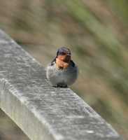 Hirundo neoxena - Welcome Swallow