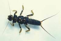 Image of: Nemouridae (spring stoneflies)