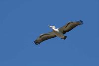 Pelecanus conspicillatus - Australian Pelican