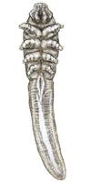Image of: Demodex folliculorum (hair follicle mite)