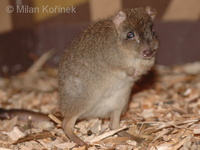 Bettongia penicillata ogilbyi