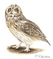 Image of: asio flammeus (short-eared owl)