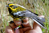 Image of: Dendroica townsendi (Townsend's warbler)