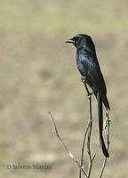 Image of: Dicrurus macrocercus (black drongo)