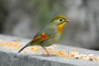 Image of: Leiothrix lutea (red-billed mesia)