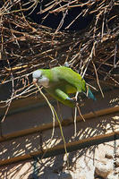 Image of: Myiopsitta monachus (monk parakeet)