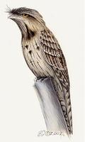 Image of: Podargus strigoides (tawny frogmouth)