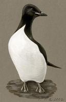 Image of: uria lomvia (thick-billed murre;Brunnich's guillemot)