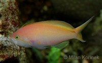 Nemanthias carberryi - Threadfin Anthias