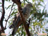 Pacific Baza - Aviceda subcristata