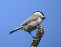 Willow Tit - Parus montanus