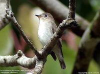 Brown-streaked Flycatcher - Muscicapa williamsoni