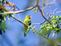 Flores Lorikeet - Trichoglossus weberi