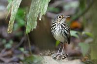 Spectacled (Streak-chested) Antpitta (Hylopezus perspicillatus) photo