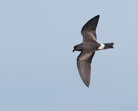 Band-rumped (Madeiran) Storm-Petrel (Oceanodroma castro) photo