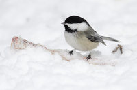 Black-capped Chickadee (Poecile atricapillus) photo