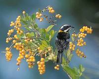 Western Spindalis (Spindalis zena) photo