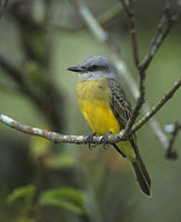 Tropical Kingbird (Tyrannus melancholicus) photo