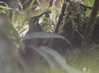 Greater Scythebill (Campylorhamphus pucherani) photo