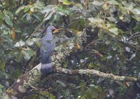 Trocaz Pigeon - Columba trocaz