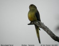 Blue-winged Parrot - Neophema chrysostoma