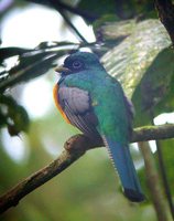 Black-throated Trogon - Trogon rufus