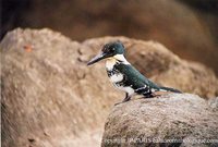 Green Kingfisher - Chloroceryle americana