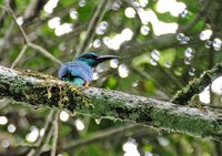 Great Jacamar - Jacamerops aureus