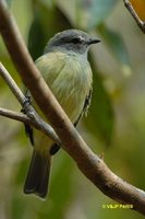 Yellow-crowned Tyrannulet - Tyrannulus elatus