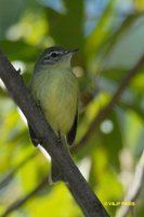 Mottle-cheeked Tyrannulet - Phylloscartes ventralis