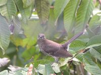 Scaly-breasted Thrasher - Allenia fusca