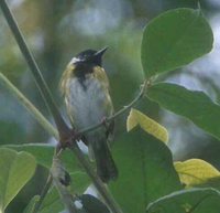 Black-faced Apalis - Apalis personata