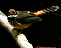 Rufous Fantail - Rhipidura rufifrons