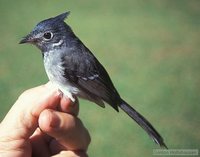 African Crested-Flycatcher - Trochocercus cyanomelas