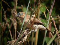 African Silverbill - Euodice cantans