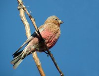 Brown-capped Rosy-Finch - Leucosticte australis