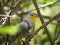 Oriente Warbler - Teretistris fornsi