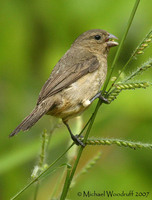 Dull-colored Grassquit - Tiaris obscura